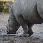 Witte neushoorn rhino